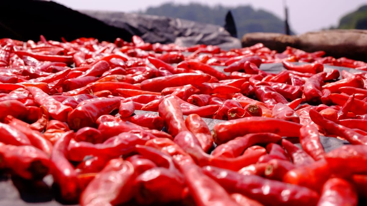 Chilli